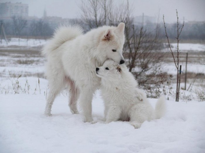 "Снежные" псы